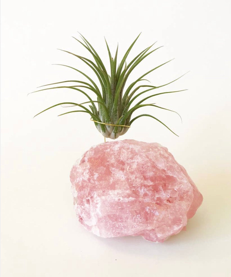 Rose Quartz Airplant Holder + Airplant (Gold Wire)